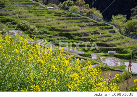 《春の丸山千枚田》菜の花が咲く頃 109901639
