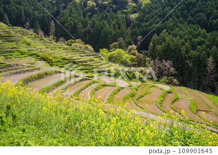 《春の丸山千枚田》菜の花が咲く頃 《春の丸山千枚田》菜の花が咲く頃 109901645