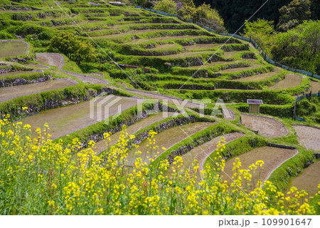 《春の丸山千枚田》菜の花が咲く頃 109901647