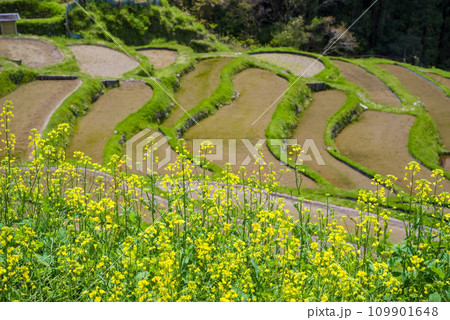 《春の丸山千枚田》菜の花が咲く頃 《春の丸山千枚田》菜の花が咲く頃 109901648