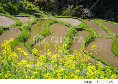 《春の丸山千枚田》菜の花が咲く頃 109901651