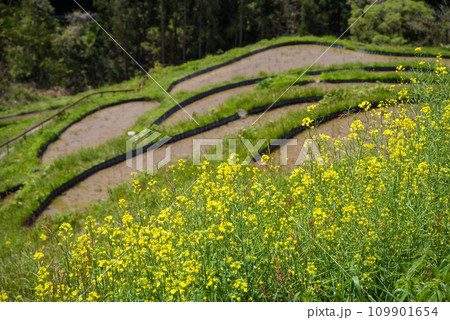 《春の丸山千枚田》菜の花が咲く頃 《春の丸山千枚田》菜の花が咲く頃 109901654
