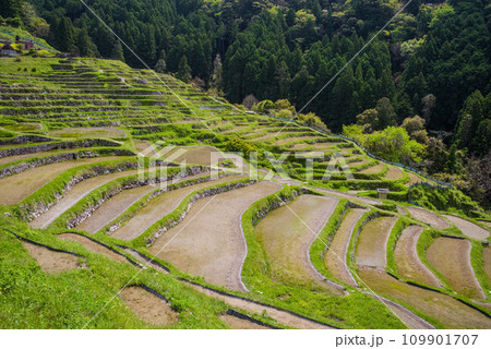 《春の丸山千枚田》水が張られた棚田風景 《春の丸山千枚田》水が張られた棚田風景 109901707