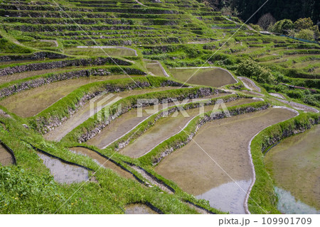 《春の丸山千枚田》水が張られた棚田風景 《春の丸山千枚田》水が張られた棚田風景 109901709