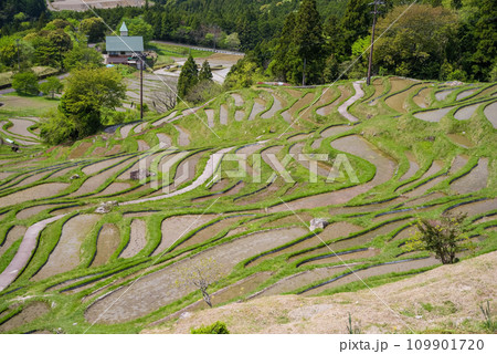 《春の丸山千枚田》水が張られた棚田風景 109901720