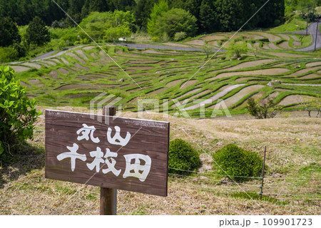 《春の丸山千枚田》水が張られた棚田風景 《春の丸山千枚田》水が張られた棚田風景 109901723