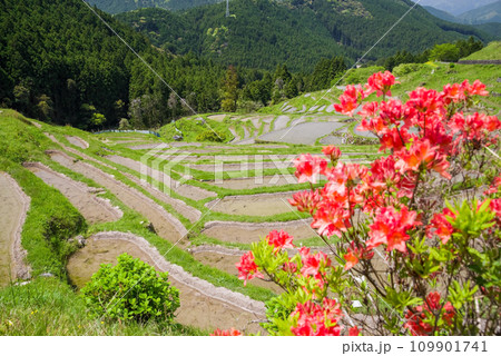 《春の丸山千枚田》ツツジの咲く頃 109901741