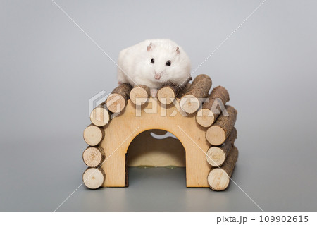 White Dzhungarian hamster on wooden house White Dzhungarian hamster on wooden house 109902615