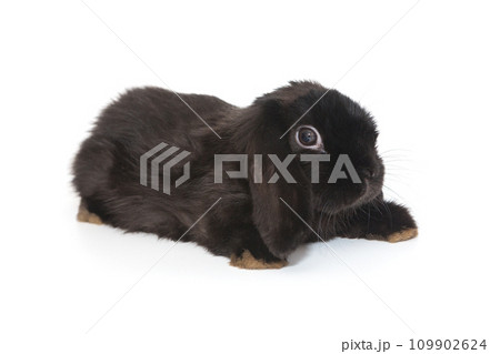Little decorative fold rabbit  in black 109902624
