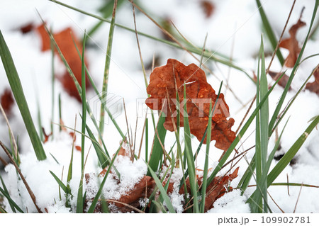 Orange oak leaves hanging on a green grass above the snow in winter season Orange oak leaves hanging on a green grass above the snow in winter season 109902781