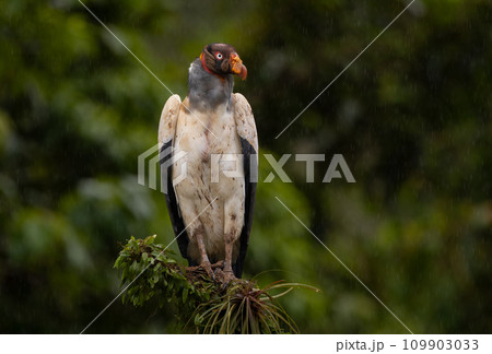 King Vulture in Costa Rica King Vulture in Costa Rica 109903033