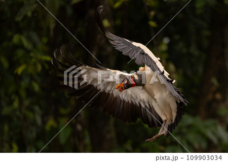 King Vulture in Costa Rica  109903034