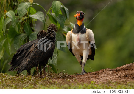 King Vulture in Costa Rica King Vulture in Costa Rica 109903035