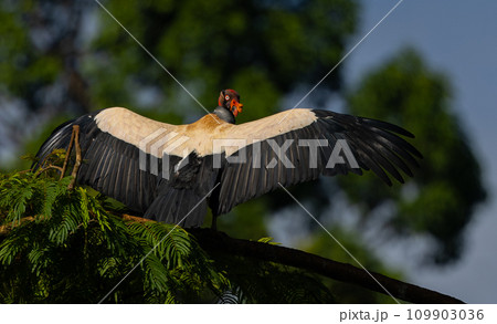 King Vulture in Costa Rica  109903036