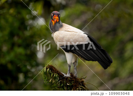 King Vulture in Costa Rica  109903048