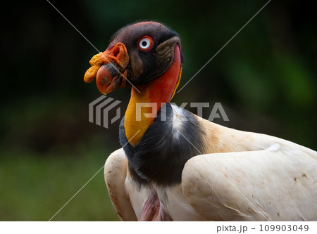 King Vulture in Costa Rica  109903049