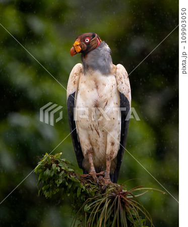 King Vulture in Costa Rica  109903050