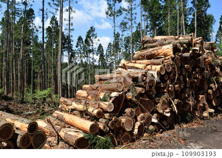 切り出された杉の丸太 山形県庄内 切り出された杉の丸太 山形県庄内 109903193