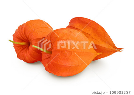 Cape gooseberry, physalis isolated on white background with full depth of field Cape gooseberry, physalis isolated on white background with full depth of field 109903257