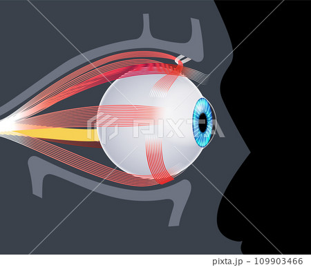 Extraocular muscles anatomy Extraocular muscles anatomy 109903466