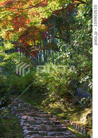 紅葉する直指庵の庭園 紅葉する直指庵の庭園 109903630
