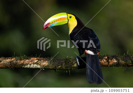 Keel-billed Toucan in the Rainforest of Costa Rica Keel-billed Toucan in the Rainforest of Costa Rica 109903751