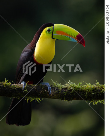 Keel-billed Toucan in the Rainforest of Costa Rica  109903754