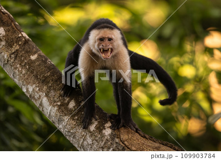White-faced Capuchin Monkey in Costa Rica White-faced Capuchin Monkey in Costa Rica 109903784