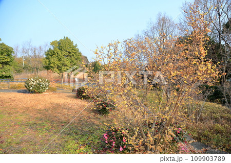 ソシンロウバイの花 109903789