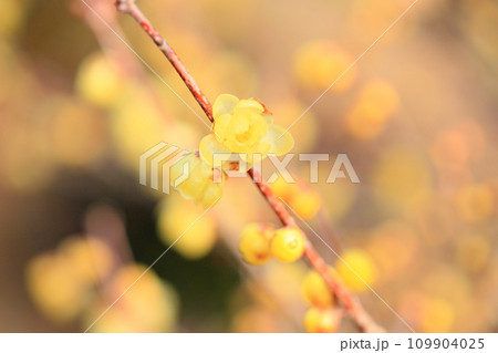 ソシンロウバイの花 109904025