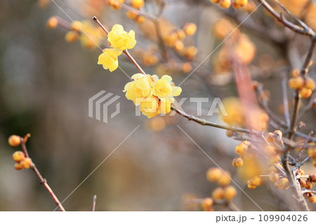 ソシンロウバイの花 ソシンロウバイの花 109904026