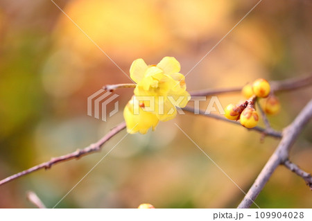 ソシンロウバイの花 ソシンロウバイの花 109904028