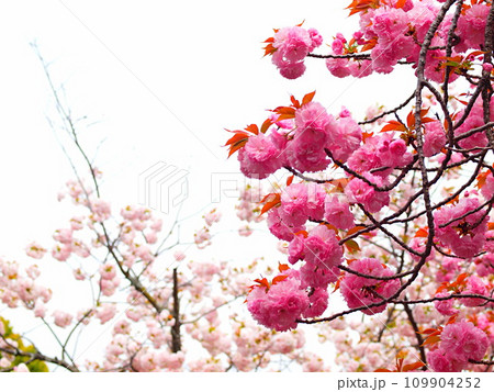 八重桜の花とコピースペース 109904252