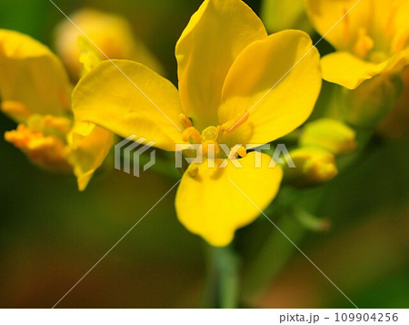 ノラボウナの花のアップ ノラボウナの花のアップ 109904256