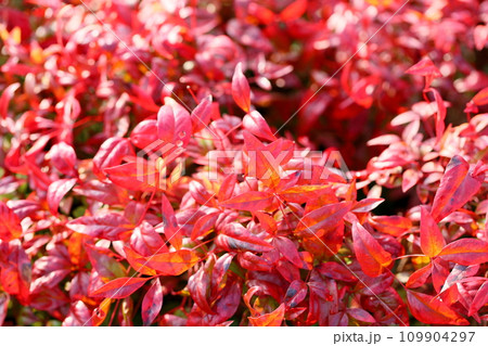 オタフクナンテン紅葉 109904297