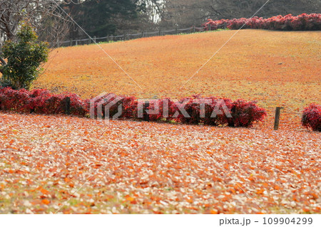 鮮やかオタフクナンテン紅葉 鮮やかオタフクナンテン紅葉 109904299