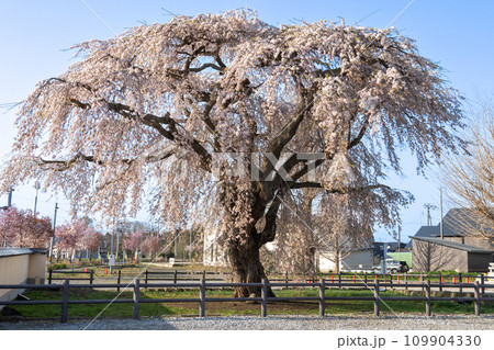 法亀寺の満開に咲き誇るしだれ桜 109904330