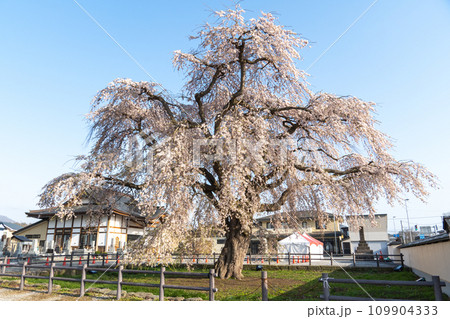 法亀寺に立つ立派なシダレザクラ 法亀寺に立つ立派なシダレザクラ 109904333