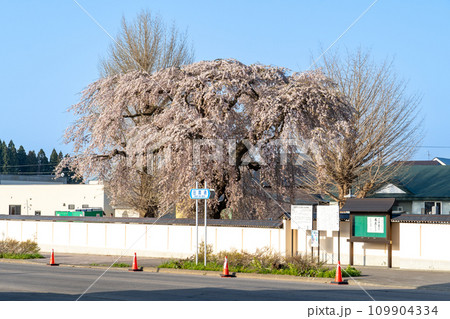 北斗市の法亀寺にある巨大な枝垂れ桜 109904334