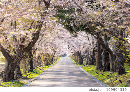 松前藩戸切地陣屋跡の美しい桜のトンネル 109904336