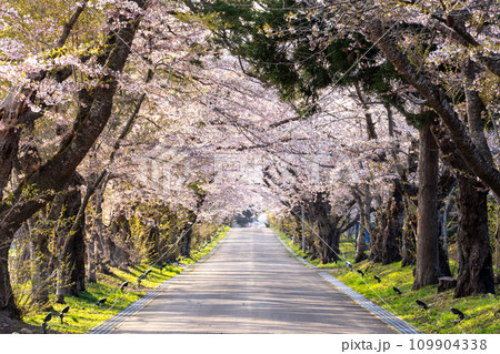 満開の桜とまっすぐの道 109904338