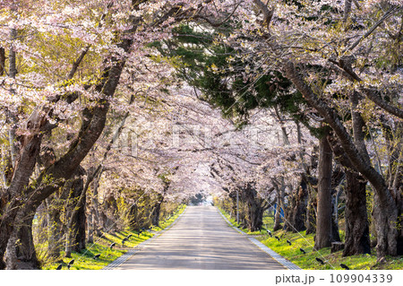 松前藩戸切地陣屋跡の美しい桜並木 109904339