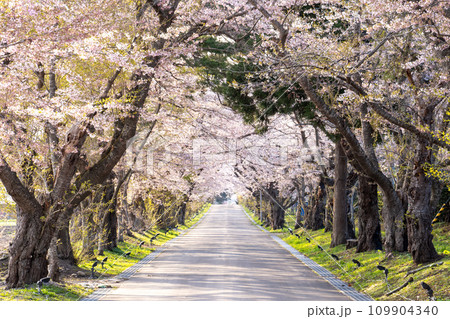 松前藩戸切地陣屋跡の美しい桜のトンネル 松前藩戸切地陣屋跡の美しい桜のトンネル 109904340