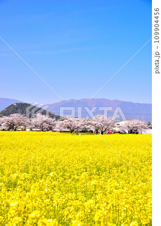 奈良県 藤原宮跡の桜と菜の花 奈良県 藤原宮跡の桜と菜の花 109904456