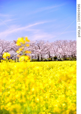 奈良県 藤原宮跡の桜と菜の花 109904496