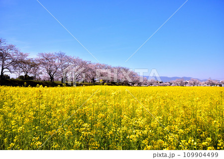 奈良県 藤原宮跡の桜と菜の花 109904499