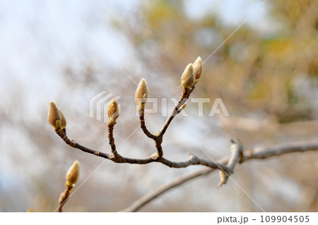 ハクモクレンの蕾 ハクモクレンの蕾 109904505
