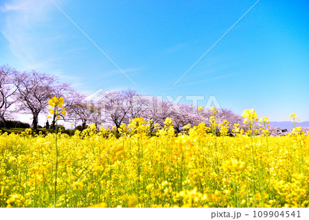 奈良県 藤原宮跡の桜と菜の花 109904541