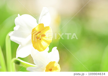 明るい春の白いスイセン 109904634