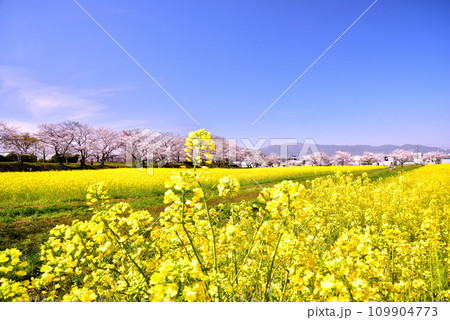 奈良県 藤原宮跡の桜と菜の花 109904773
